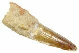 Fossil Spinosaurus Tooth - Real Dinosaur Tooth #363485-1